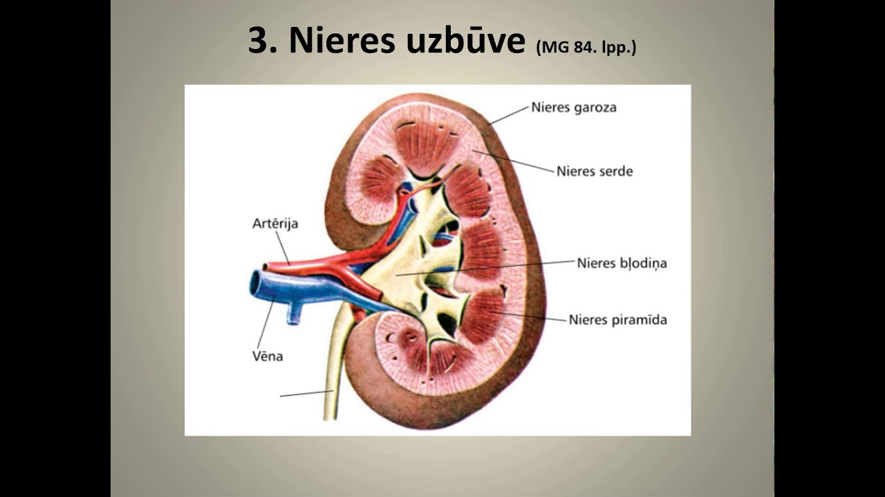 Bioloģija 9. klasei. Urīnizvadorgānu sistēma