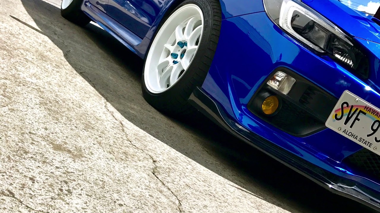 Elsa the bluebaru and Snow White the mustang