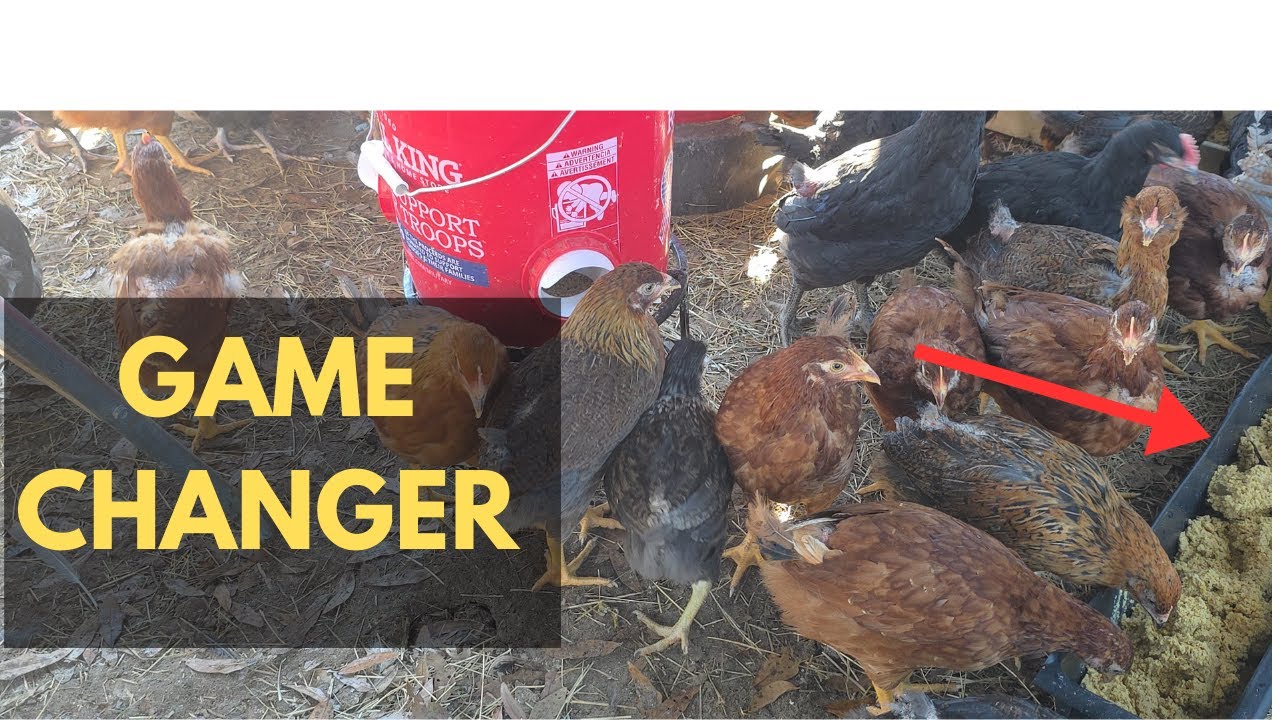 This Simple Feed Mix Transformed My Chickens (No More Waste!)