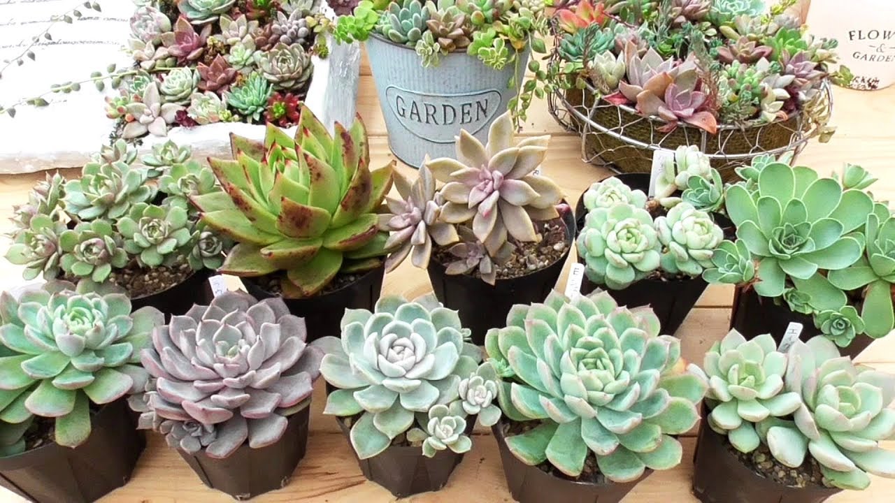 多肉植物 多肉ちゃんの紹介 バニラビス Youtube