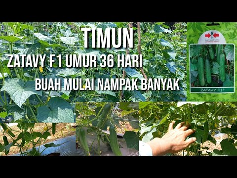 Video: Bilakah Hari Timun Antarabangsa