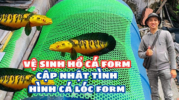 Vệ Sinh Hồ Cá Lóc Và Cập Nhật Tình Trạng Cá Lóc Form