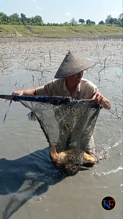 seconds of the man in the straw hat scooping up a big carp #youtubeshorts #shorts #subscribe