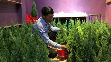 242. Hướng dẫn chăm sóc cây Tùng Thông NOEL trong dịp Giáng sinh 2019 - CÂY CẢNH CHỢ HÀNG