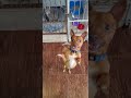Спасибо большое #cat #dog