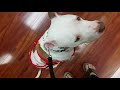 PTSD Service Dog working - details in description PTSD Service Dog working - details in description