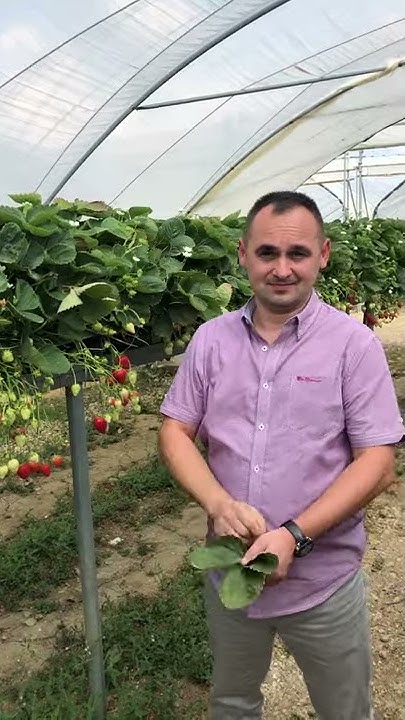 do-strawberry-plants-need-to-be-cut-back-youtube