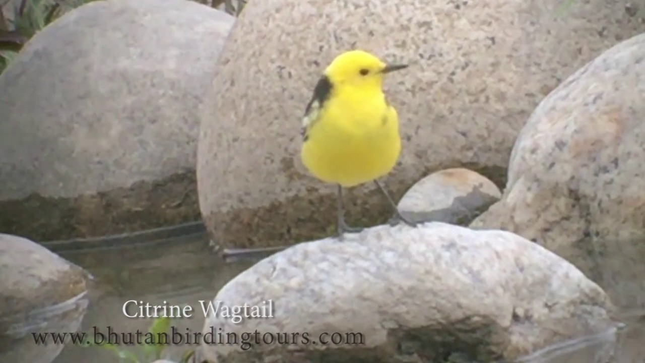 Bhutan Birding Tours