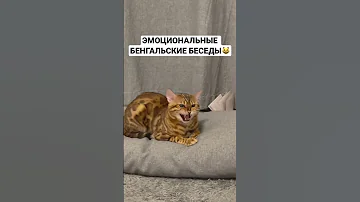 Эмоциональная беседа бенгальского кота Лекса