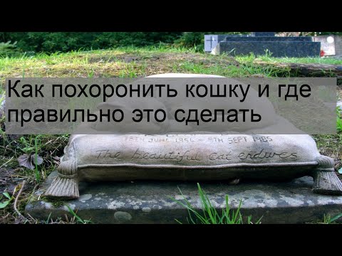 Как похоронить кошку и где правильно это сделать