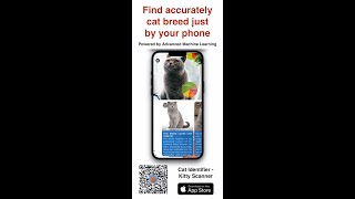 Cat Identifier - Kitty Scanner | Find Your Kitten Breed Just By Your Phone #shorts screenshot 2