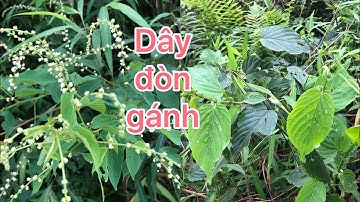 Cây dây gân,dây đòn gánh thuốc quý thường dùng ai cũng nên biết 
