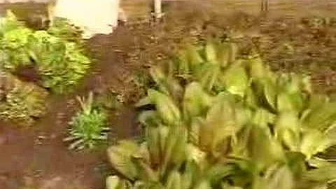 Debra Elam greenhouse salads.