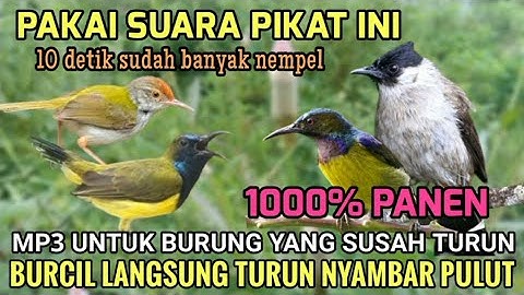100% Ampu! Suara Pikat Sogon, Prenjak lumut, korlap kombinasi kutilang ribut (pemanggil burung liar)
