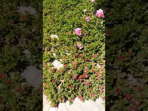 رصيف بيتي الرائع مع شمس الربيع وزقزقه العصافير شفا بدران 2022