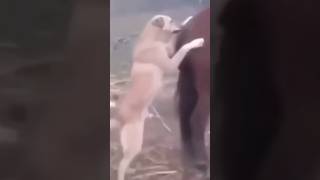 Perros que fueron pateados por caballos #shorts