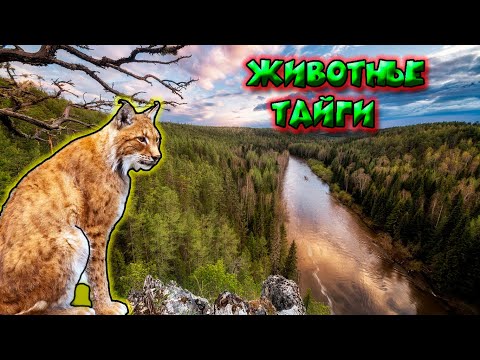 Video: What Animals Are Found In The Taiga