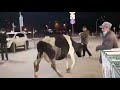 В Ярославле корова пришла в гипермаркет