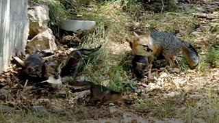 Part 2 - Hungry Gray Mother Fox with Baby Foxes - Texas Hill Country - Canyon Lake, TX by questmatrix 89 views 1 year ago 3 minutes, 12 seconds