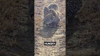 Animals That Could Kill You Just Out of Curiosity 😨 #animalfacts #wildlife #youtubeshorts