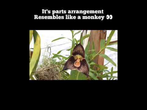 This flower looks like monkey 🐵 #shorts #monkeyorchid