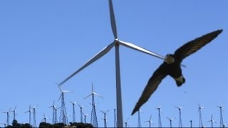 wind turbine into swift fly rare british