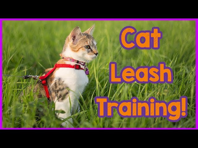 Could You Train Your Cat to Walk on a Leash?