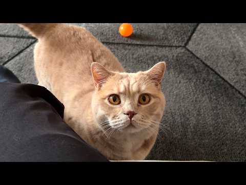 Cat Meowing At Me For Attention