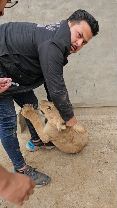 Dangerous Lion Cub Got his Medicine | Nouman Hassan |