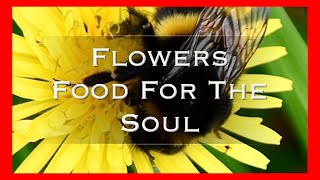 Flowers Are Food For The Soul