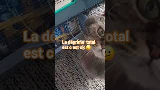 bon pas de vlog en se moment un peu déprime mes ça ira un mois compliqué entre ça va, ça va pas 🤧