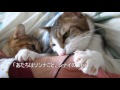 ぽっけ♂の髪ゴムちゃむちゃむ~ぴっち♀つき~ A cat sucking a rubber knot tying hair ~Pokke♂ with Picchi♀~ 2013.11.