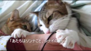 ぽっけ♂の髪ゴムちゃむちゃむぴっち♀つき　A cat sucking a rubber knot tying hair　Pokke♂ with Picchi♀　2013.11.