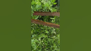 Tôi làm con dao quắm phát rẫy bằng thép quả bom Mỹ chặt cây như chặt chuối vậy