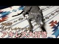 ただただイタグレ子犬がアキレススティックを食べる動画☆【無添加】Italian greyhound puppy