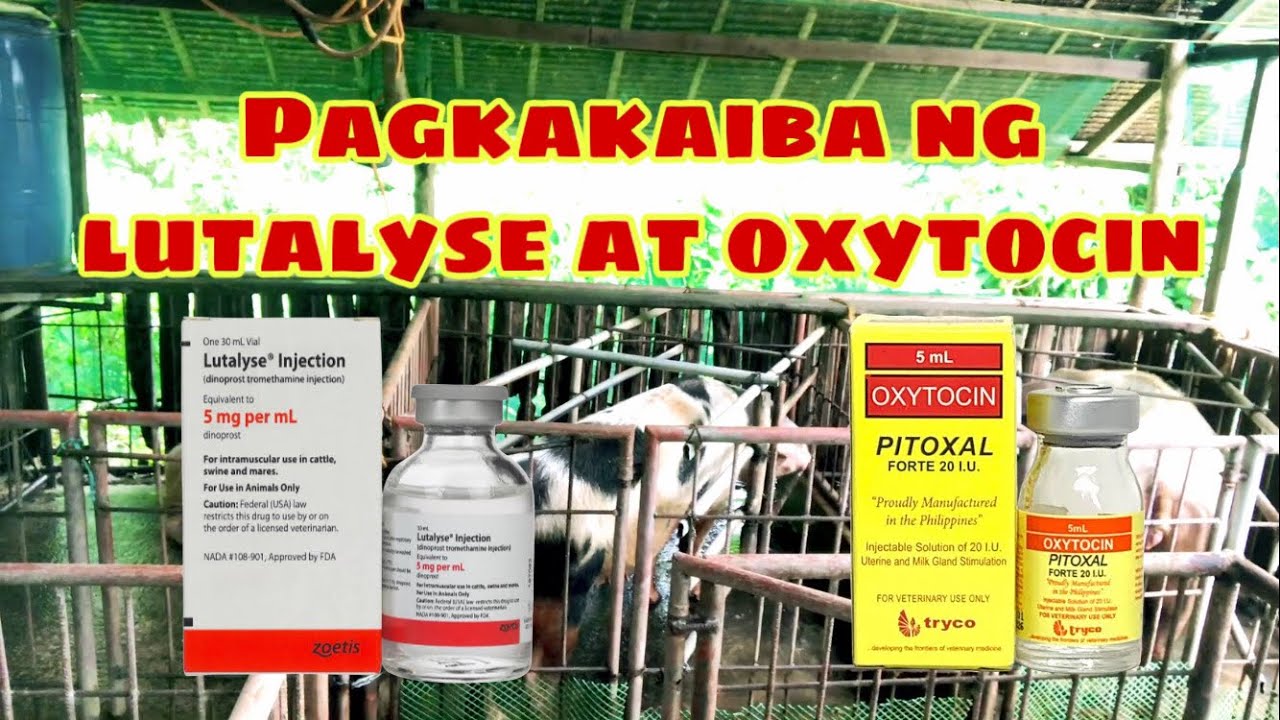 Anong pagkakaiba ng lutalyse at oxytocin para sa mga inahing baboy | Ryan Patenio