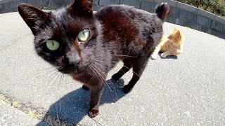 昼下がりの公園に行ったら、甘えん坊な猫達がワラワラと集まってきた