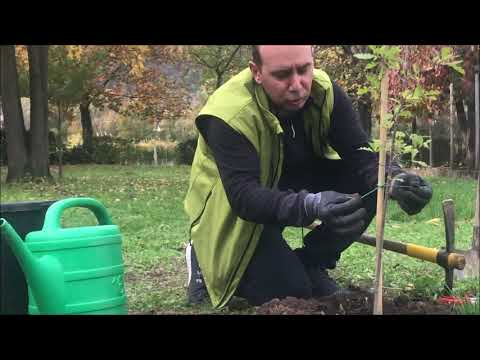 Video: Corretta Messa A Dimora Delle Piantine