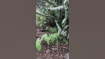 Rattlesnakes love the rain