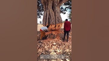 Tree cutting for beginners: a simple guide to tree cutting