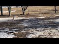 Red fox labrador retriever - Elevage labrador Red fox - Vive le printemps