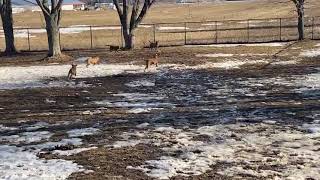 Red fox labrador retriever - Elevage labrador Red fox - Vive le printemps