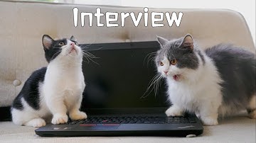 What are the cats doing when I video interview?😹| Funny Cat Reaction 😼