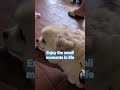 Enjoy life small #moments #puppy