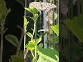 懐旧、舟木一夫さん「あじさいは君の面かげ」。紫陽花(あじさい)は土が酸性なら青色、アルカリ性なら赤色となっておりそのように肥料が売られてます。わが家のあじさいはどっちなのか楽しみですよ〜。