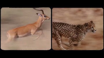 Thundercat & Tame Impala - 'No More Lies' (Official Visualizer)