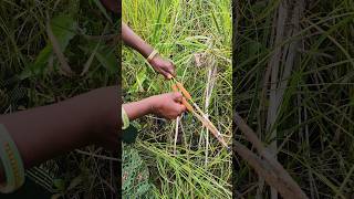ખા બાજરી ના ફાયદા #vairalvideo #farming #agriculture