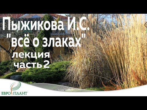 Видео: Проблемы с фонтанной травой - причины белой листвы фонтанной травы