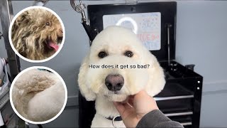 The Severely Matted Dog Dilemma | How To Properly Brush Your Dog