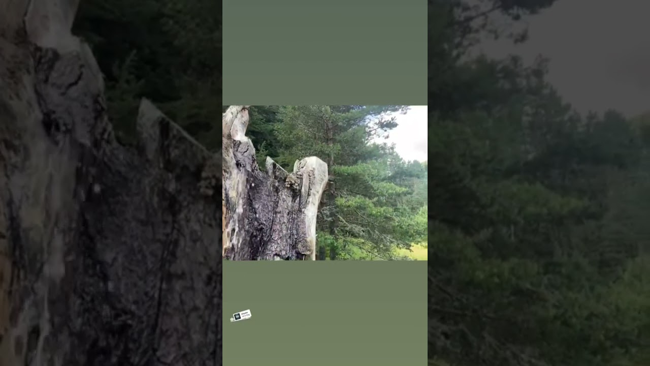 When a tree becomes a waterfall #camping #nature